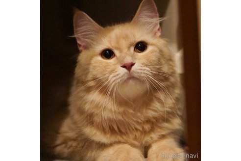 ちまきちゃん1枚目